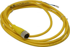 Brad Harrison - 4 Amp, M12 Female Straight to Pigtail Cordset Sensor and Receptacle - 250 VAC/VDC, 2m Cable Length, IP67 Ingress Rating - Exact Tooling